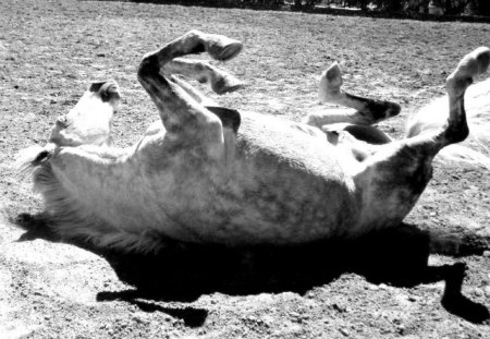 Having a Dusty Bath - bath, dust, horses, animals