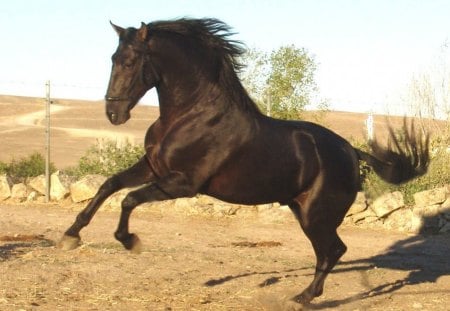 Ebony Spaniard - andalusian horse, horses, spanish horse, iberian horse, animals