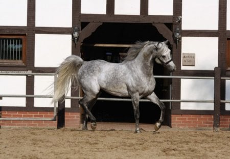 Grey Oriental  - horses, arabian horse, grey, animals