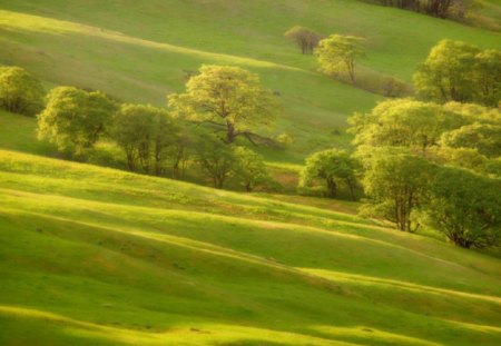 GREEN HILLS IN SUNLIGHT - green hills, sunlight, trees