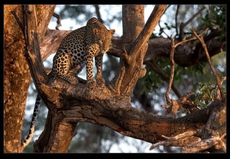 Time for Dinner - big cats, felines, leopards, animals