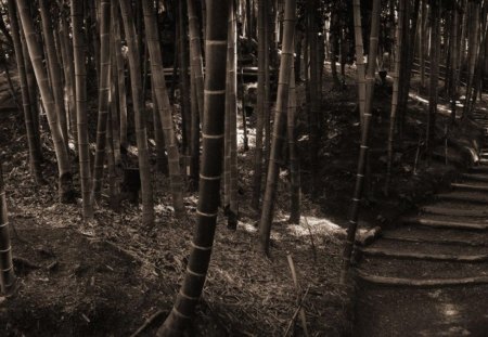 bamboo - stairs, nature, forests, wood brown, bamboo