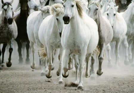 White_Horses - horses, animals