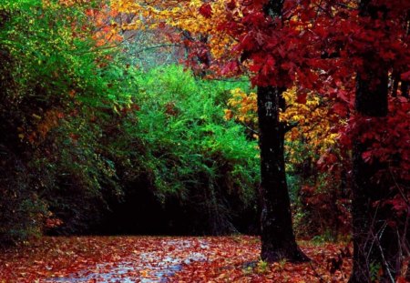 AUTUMN FOREST - street, grey, red, green, brown, orange, policolor