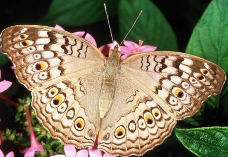 Butterfly_On_Flowers - butterfly, flower