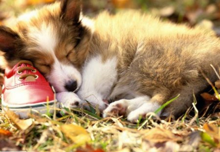 Dog_Sleeping - dog, animals