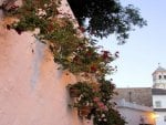 Flowers in the wall