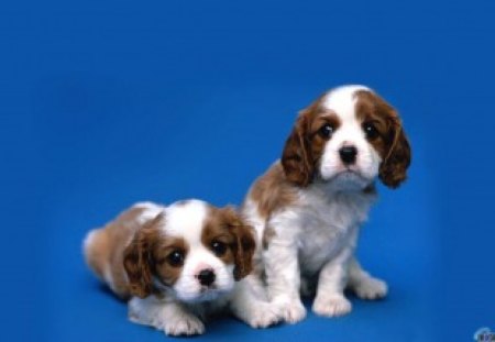 Puppys - dogs, puppies