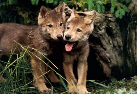 Wolf pups - cubs, wolves