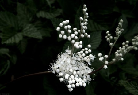 Flower hedgerow - flowers, white