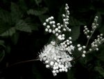 Flower hedgerow