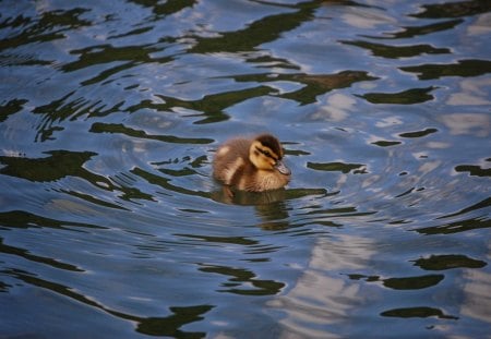 duckling - duck, wildlife, water fowl