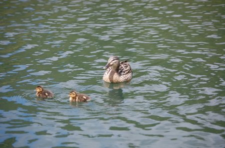 ducks - wildlife, ducks, waterfowl