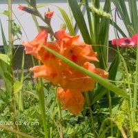 Orange Gladiolus