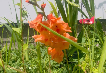 Orange Gladiolus