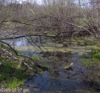 Michigan Swamp