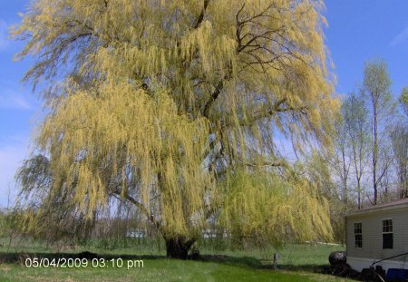 Weeping Willow - weeping, nature, willow, tree