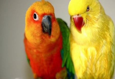 Parrot - bird, pair, animal, Parrot