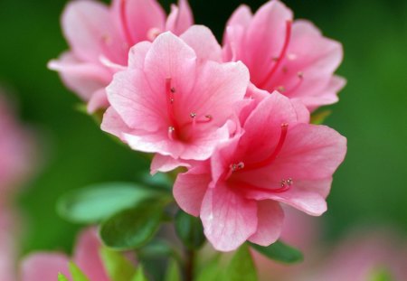 Flowers - leaf, tree, flowers, naure