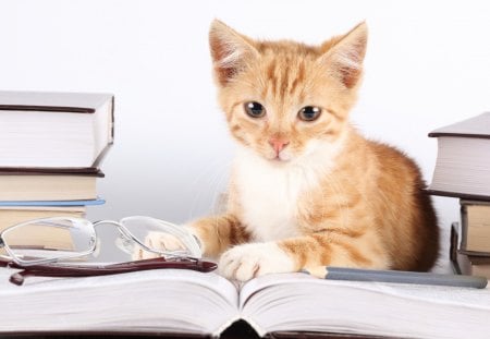 Shakesphere - study, animal, book, cute, cat, glass