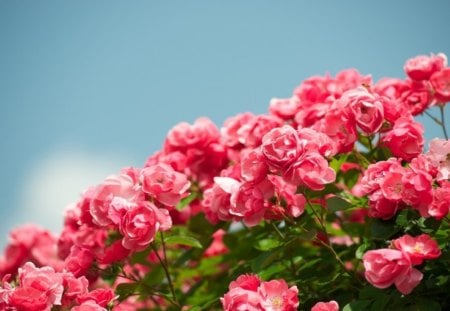 Flowers - nature, leaf, flowers, pink