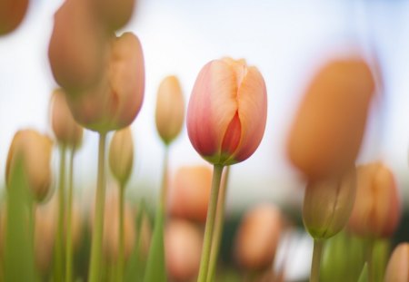 Tulips - bud, flowers, bokeh, tulips