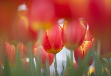 Tulips - bokeh, flowers, buds, tulips