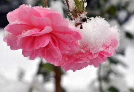 Pretty pink - flowers, carnation, snow, petals, pink