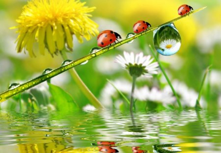 Lady bugs - flowers, insects, water, bugs, drops, reflection, marco