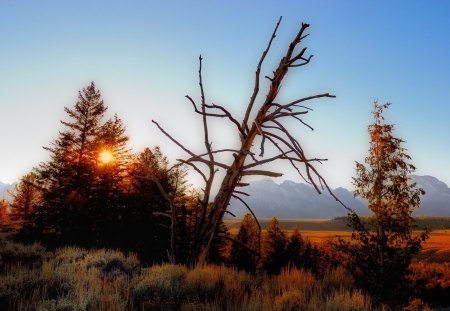 fantastic nature landscape - mountains, dead, trees, sunset