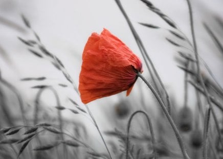 Alone - nature, black and white and red, flower, red