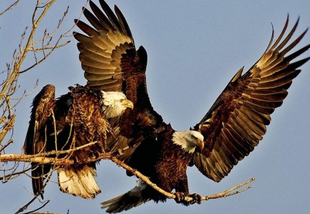 The American Bald Eagle - entertainment, birds, animals, other