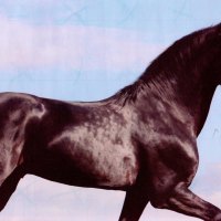 Prancing Friesian