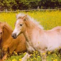 Palomino Pals