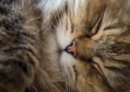 Cat - pretty, cat face, sleepy, paws, kitten, cats, face, sleeping, hat, beautiful, beauty, lovely, sweet, cat, cute, animals, kitty