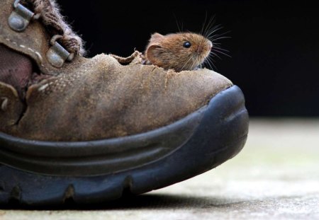 Mouse - mouse, animal, photo, shoe