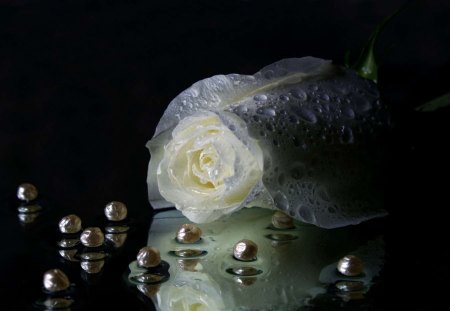 White rose - white, white rose, water, photo, rose