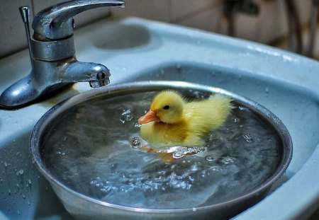 Duck - animals, water, duck, photo, washroom