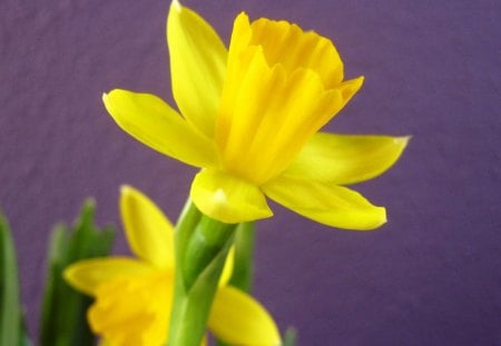 Daffodil - nature, yellow, photography, beautiful, daffodil, flowers, flower, spring