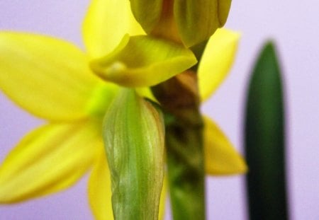 Daffodil - nature, yellow, photography, beautiful, daffodil, flowers, flower, spring