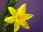 Daffodil