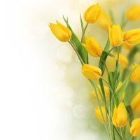 Yellow Tulips