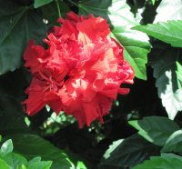 Indoor Botanical Garden 20 Hibiscus