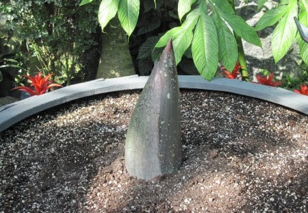 Indoor Botanical Garden 23 March 27 - red, flowers, garden, soil, brown, photography, leaf, corpse flower, green