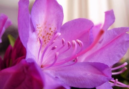 Pink flower - nature, pink, photography, beautiful, color, flowers, flower