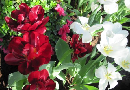 Indoor Botanical Garden 28 - white, red, garden, tulips, flowers, photography, ulips, green