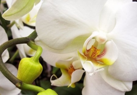 Orchid - white, nature, orchid, photography, beautiful, flowers, flower