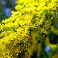 Blooming Yellow Flowers