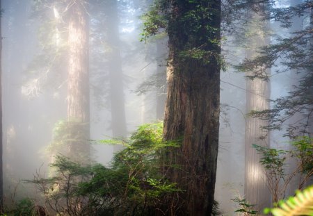 Dawning at forest - sunrays, sunlight, trees, landscape, foggy