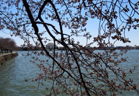 Trees - blossom, washington dc, cherry trees, tree, jefferson memorial